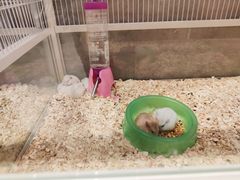 -狗道宠物(常熟印象城店)