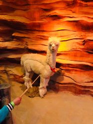 -酷嗒动物文化乐园(cutezoo西溪乐天城店)