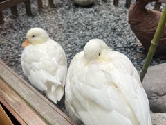 -AKIMOTO秋本寿司(双井店)