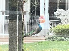 -J Create城市露营咖啡·简餐·宠物(上海动物园店)