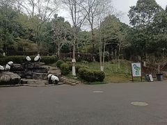 -都江堰中华大熊猫苑