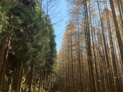 -山王坪喀斯特国家生态公园