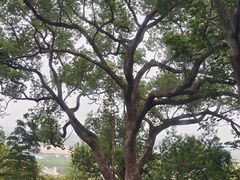 -上海佘山国家森林公园天马山园