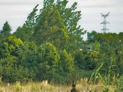 -白鹭湾湿地公园