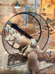 点击看大图 -Zoolung Zoolung动物主题公园(海信广场店)