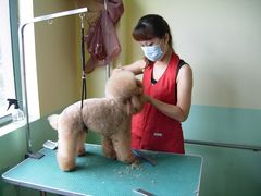 -优缇多格专业宠物美容师培训学校