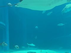 -大阪海游馆