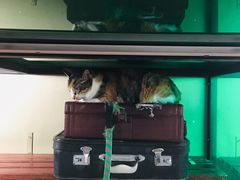 -猫咪博物馆(顶澳仔猫街店)