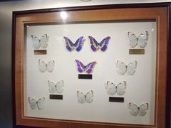 -上海昆虫博物馆