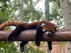 -北京野生动物园