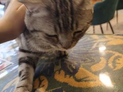 -平行世界·猫咖(首经贸店)