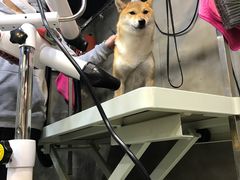 -PETKIT小佩宠物(昭化店)