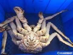 -蟹之国·精品蟹料理(极地店)