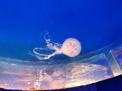 -江和美海洋公园