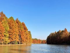 -上海海湾国家森林公园