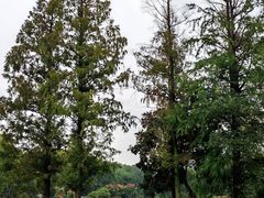 -紫金山山顶公园