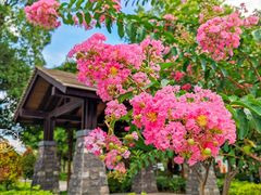 景点-王借岗森林公园