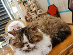-猫小院猫主题咖啡厅(北锣店)