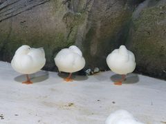 -海合安青岛极地海洋公园