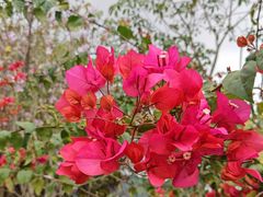 -银湖山郊野公园-相思林