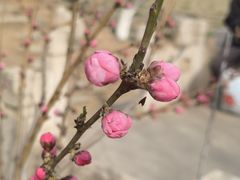 -桃花堤公园