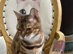 -猫小院猫主题餐厅(南锣旗舰店)