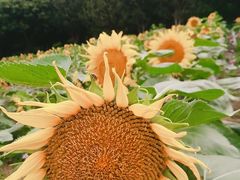 -松山湖梦幻百花洲
