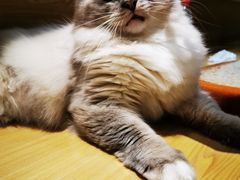 -滚猫咖啡·猫咖·猫友好撸猫(未来城店)