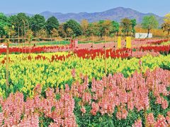 -天适樱花悠乐园