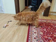 -猫十亿·布偶金渐层·曼基康矮脚猫舍(青年路店)