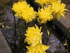 android_upload_pic-中国唐苑