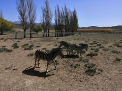 -新疆天山野生动物园