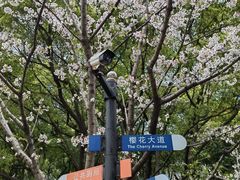 -陆家嘴中心绿地