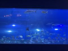 -重庆欢乐海底世界