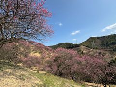 -新建村梅花