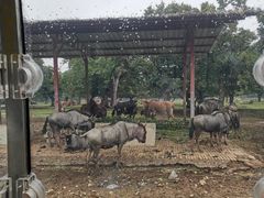 -西安秦岭野生动物园