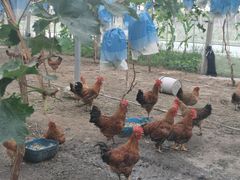 -马陆小张葡萄园农家乐