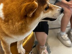 -共舞时光猫咖·狗咖(新街口店)