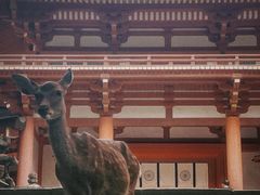 -奈良公园
