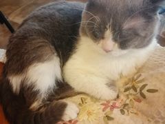 -共舞时光猫咖·狗咖(新街口店)