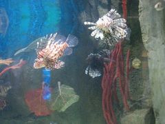 -迪拜水族馆及水下动物园