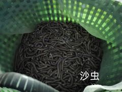 -红树林天天赶海
