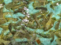 -渔民新村(番禺总店)