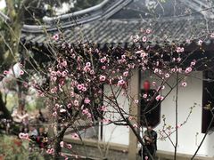 -香雪海