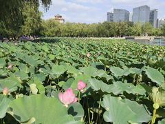 -莲花池公园