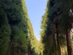 -武陵山森林公园