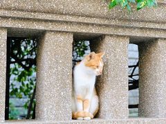 -奈雪的茶(宝龙一城店)