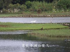 -华侨城湿地公园