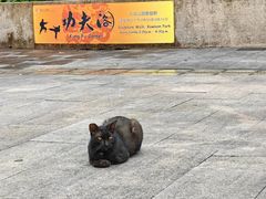 -九龙公园