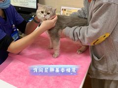 -北京观赏动物医院·24小时大型综合·猫专科·异宠专科